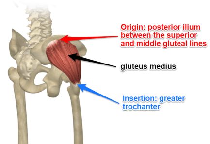 gluteus-medius-muscle.png