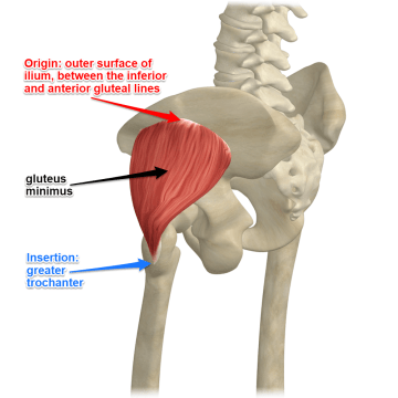 gluteus-minimus-muscle-1